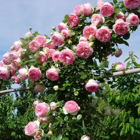 Gli Di Torre Bertona *