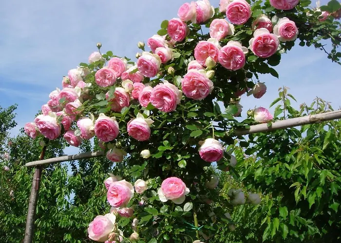 Gli Di Torre Bertona *